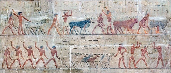 الزراعة